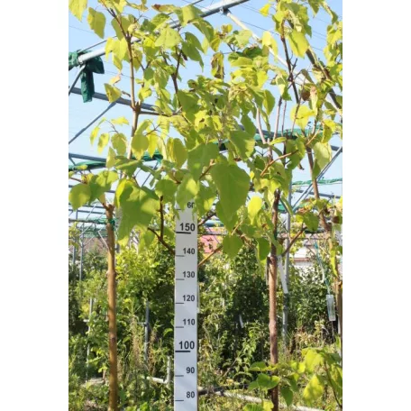 Oszlopos japán díszcseresznye Prunus serrulata Amanogawa K25/35 3xi 10/12 T200  