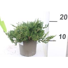 Terülő henyeboróka Juniperus hor.Wiltonii 15-20cm P13