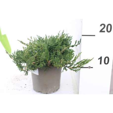 Terülő henyeboróka Juniperus hor.Wiltonii 15-20cm P13