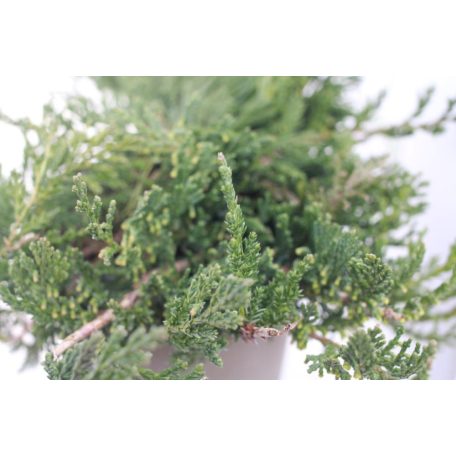 Terülő henyeboróka Juniperus hor.Wiltonii 15-20cm P13