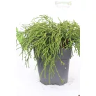 Fonalas szavára törpe hamisciprus Chamaecyparis pis. Filifera Nana 20 cm P17