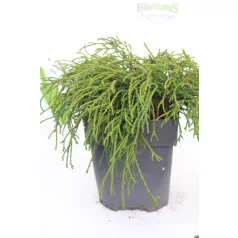   Fonalas szavára törpe hamisciprus Chamaecyparis pis. Filifera Nana 20 cm P17