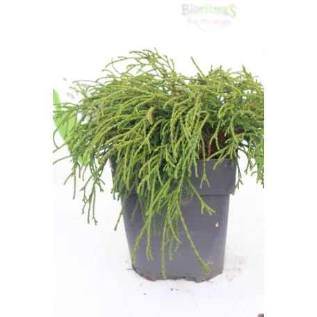 Fonalas szavára törpe hamisciprus Chamaecyparis pis. Filifera Nana 20 cm P17