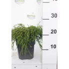 Fonalas szavára törpe hamisciprus Chamaecyparis pis. Filifera Nana 20 cm P17
