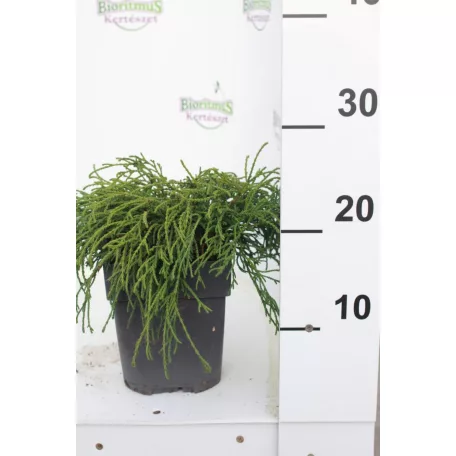 Fonalas szavára törpe hamisciprus Chamaecyparis pis. Filifera Nana 20 cm P17