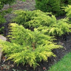 Óarany terülő boróka Juniperus med. Old Gold 20 cm P17
