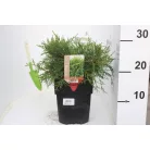 Óarany terülő boróka Juniperus med. Old Gold 20 cm P17