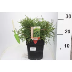 Óarany terülő boróka Juniperus med. Old Gold 20 cm P17