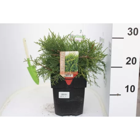 Óarany terülő boróka Juniperus med. Old Gold 20 cm P17