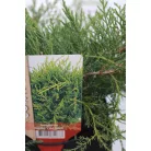 Óarany terülő boróka Juniperus med. Old Gold 20 cm P17