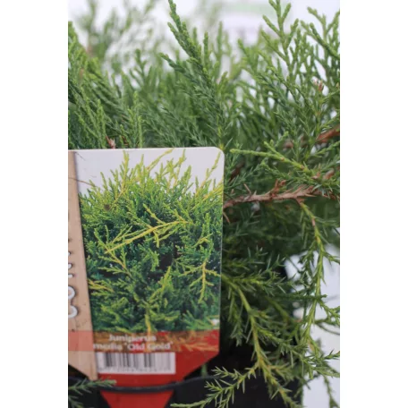 Óarany terülő boróka Juniperus med. Old Gold 20 cm P17