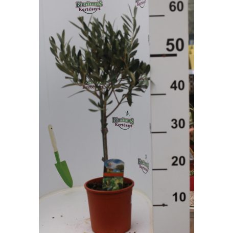 Olajfa Olea europaea mini törzses P14cm