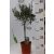 Olajfa Olea europaea mini törzses P14cm