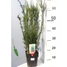 Hibrid tiszafa Taxus media Groenland 40-50 cm P17