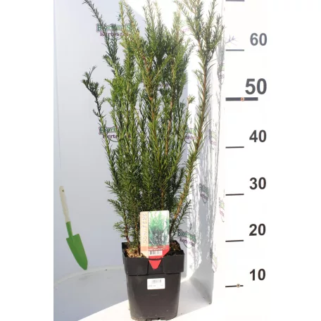 Hibrid tiszafa Taxus media Groenland 40-50 cm P17