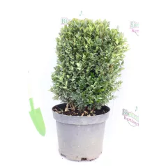 Törpe puszpáng Buxus sempervirens Suffruticosa K3 