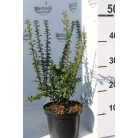 Narancssárga törpe tűztövis Pyracantha Teton K2 20/30