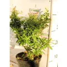 Tűztövis, Narancssárga törpe tűztövis Pyracantha Teton K2 30/40