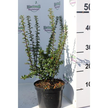 Narancssárga törpe tűztövis Pyracantha Teton K2 20/30