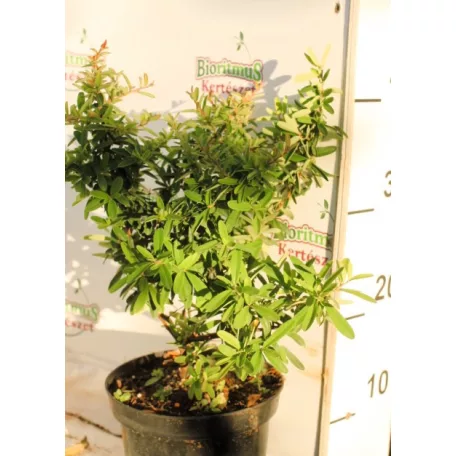 Tűztövis, Narancssárga törpe tűztövis Pyracantha Teton K2 30/40