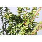 Narancssárga törpe tűztövis Pyracantha Teton K2 20/30