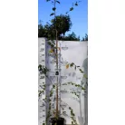 Himalájai nyírfa Betula utilis v. Jacquemontii LAN2