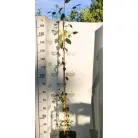 Himalájai nyírfa Betula utilis v. Jacquemontii LAN2