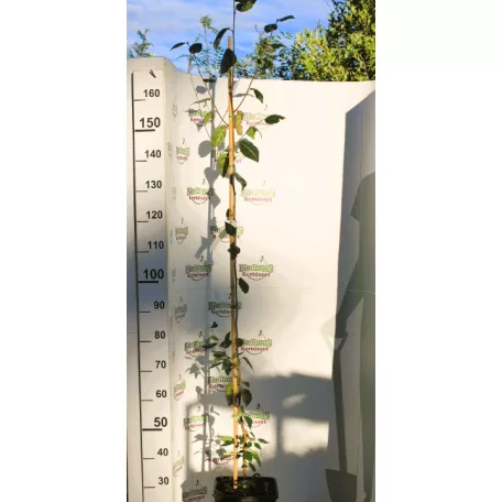 Himalájai nyírfa Betula utilis v. Jacquemontii LAN2