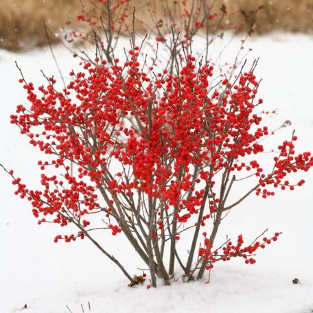 Korall magyal Ilex verticillata (vrl) 50 cm