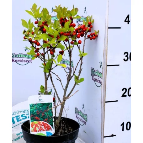 Korall magyal Ilex verticillata (vrl) 50 cm