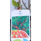 Korall magyal Ilex verticillata (vrl) 50 cm