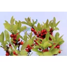 Korall magyal Ilex verticillata (vrl) 50 cm