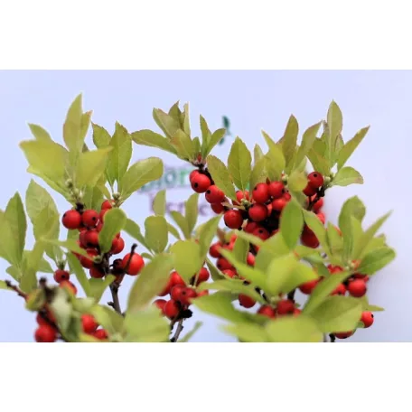 Korall magyal Ilex verticillata (vrl) 50 cm