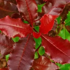 Korallberkenye Photinia Magical Volcano 30-50 cm C2