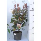 Korallberkenye Photinia Magical Volcano 30-50 cm C2