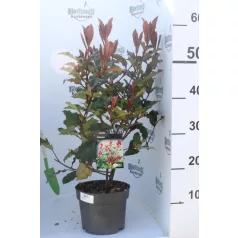 Korallberkenye Photinia Magical Volcano 30-50 cm C2