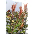 Korallberkenye Photinia Magical Volcano 30-50 cm C2