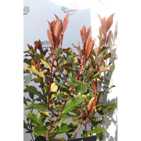 Korallberkenye Photinia Magical Volcano 30-50 cm C2