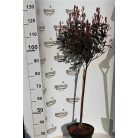Törzses korallberkenye Photinia fras. Robusta Compacta Stam 60 cm C7.5 lit.