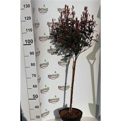   Törzses korallberkenye Photinia fras.Robusta Compacta Stam 60 cm C7.5 lit.