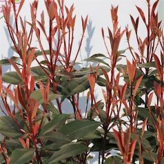   Törzses korallberkenye Photinia fras. Robusta Compacta Stam 60 cm C7.5 lit.