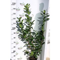 Novita babérmeggy Prunus laur. Novita 80-100 cm