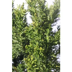   Draht hinoki álciprus Chamaecyparis obt. Draht 40-50 cm C3.5