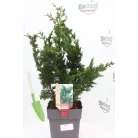 Oszlopos növekedésű oregoni hamisciprus Chamaecyparis lawsoniana Wisselii 35/+ cm P17