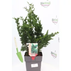   Oszlopos növekedésű oregoni hamisciprus Chamaecyparis lawsoniana Wisselii 35/+ cm P17