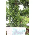 Oszlopos növekedésű oregoni hamisciprus Chamaecyparis lawsoniana Wisselii 35/+ cm P17