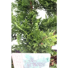   Oszlopos növekedésű oregoni hamisciprus Chamaecyparis lawsoniana Wisselii 35/+ cm P17