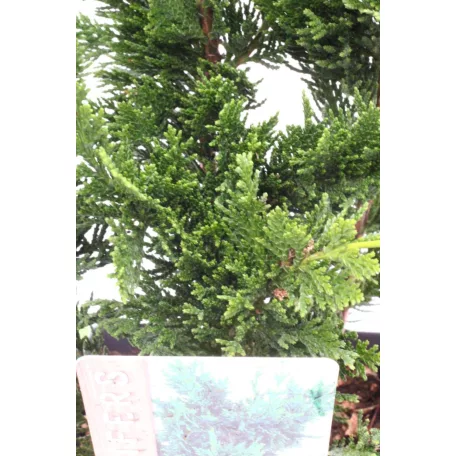 Oszlopos növekedésű oregoni hamisciprus Chamaecyparis lawsoniana Wisselii 35/+ cm P17