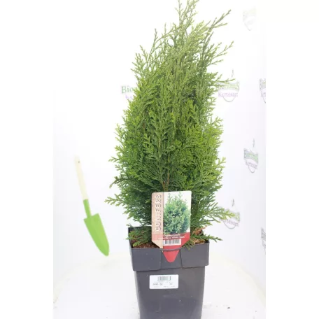 White spot hamisciprus Chamaecyparis lawsoniana White spot 35 cm