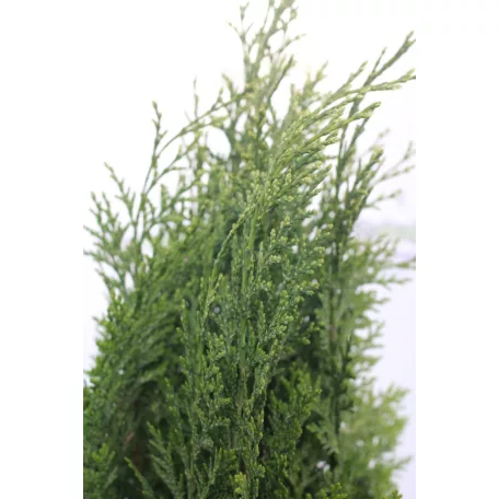White spot hamisciprus Chamaecyparis lawsoniana White spot 35 cm
